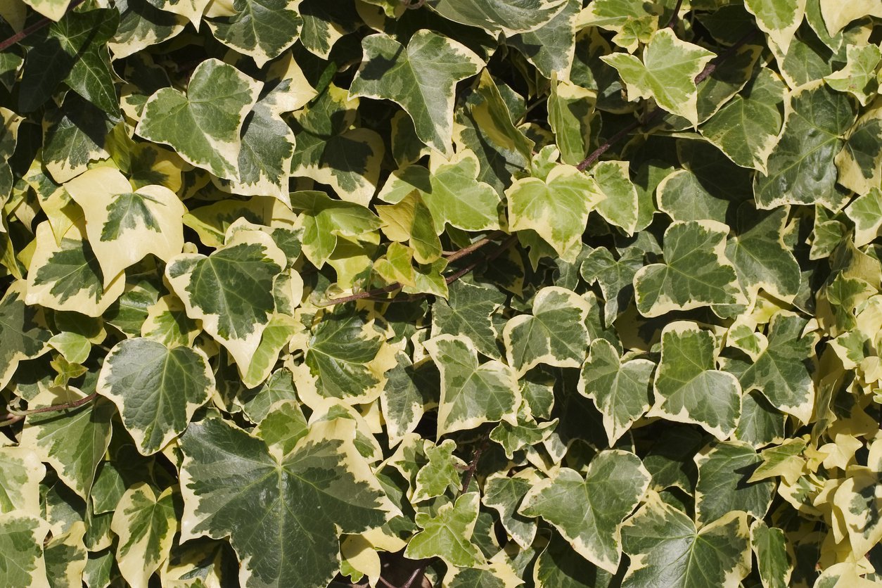 Bluszcz YELLOW RIPPLE - 2