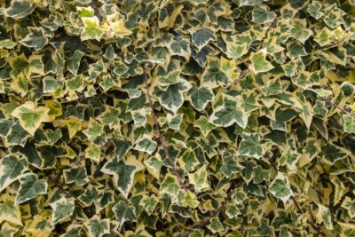 Bluszcz YELLOW RIPPLE