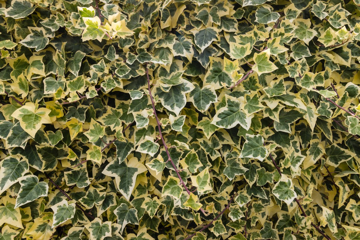 Bluszcz YELLOW RIPPLE