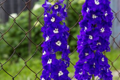 OSTRÓŻKA ogrodowa BLACK KNIGHT