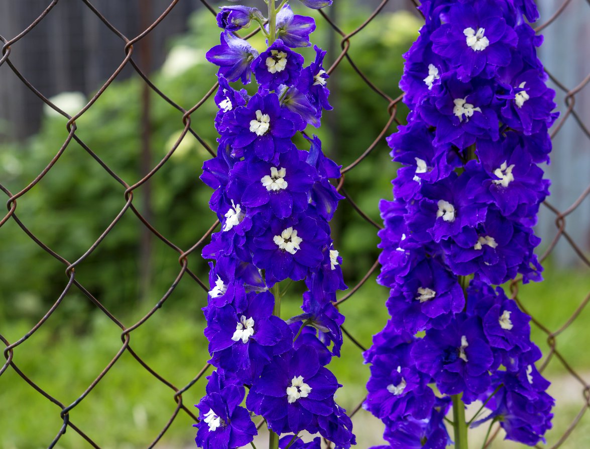 OSTRÓŻKA ogrodowa BLACK KNIGHT