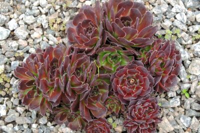 Rojnik GRANAT na skalniak