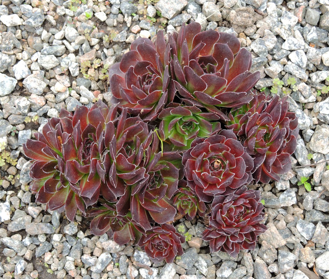 Rojnik GRANAT na skalniak