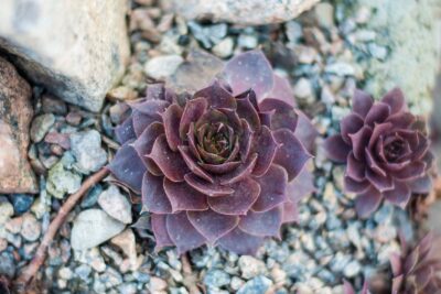 Rojnik RUBIN na skalniak