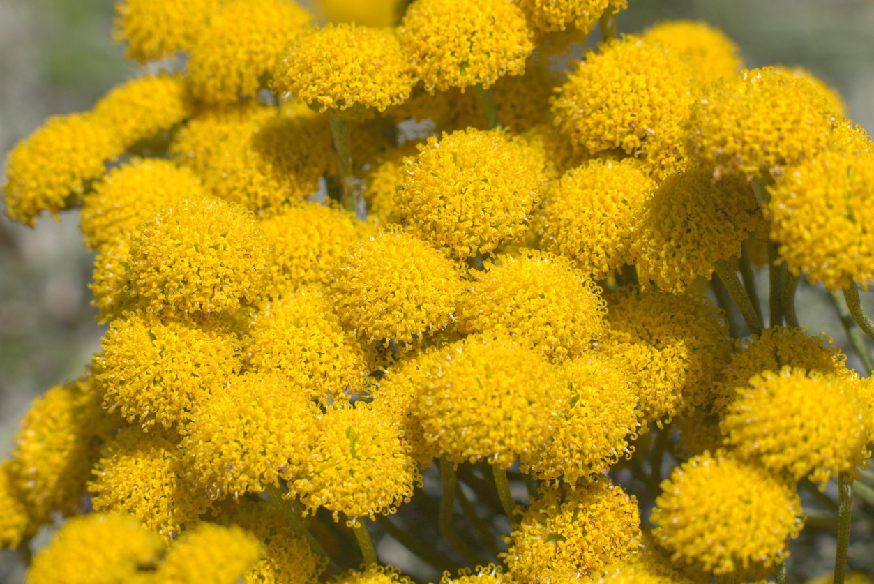 SANTOLINA cyprysikowata - 2