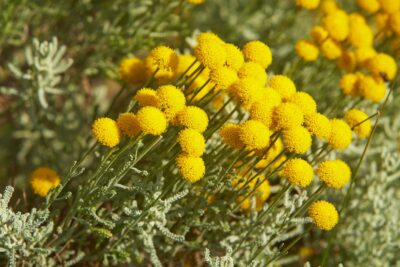 SANTOLINA cyprysikowata