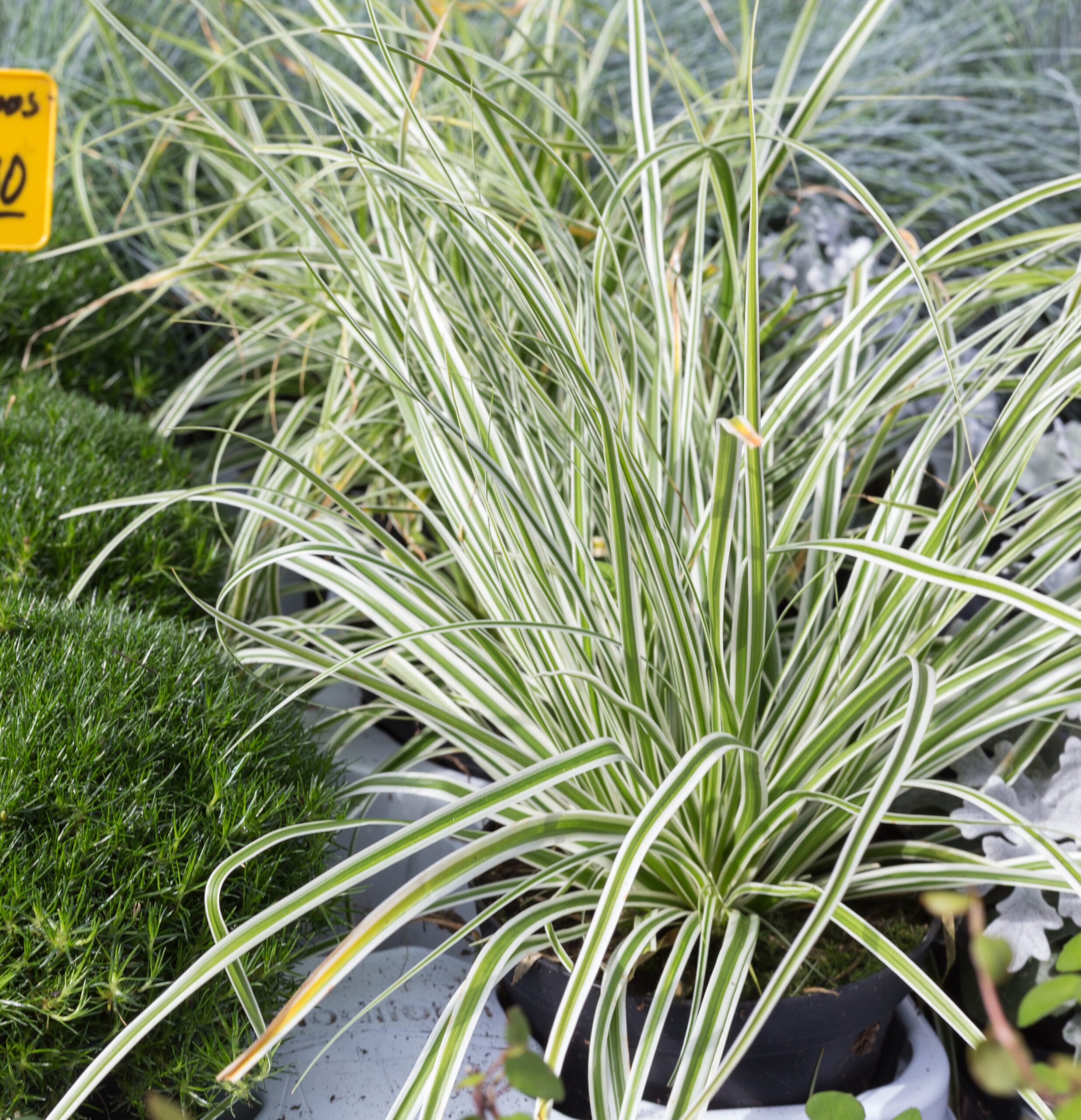 Trawa ozdobna Kłosówka miękka Jackdaws - 2