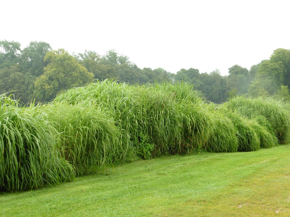 Trawa Miskant OLBRZYMI - 3