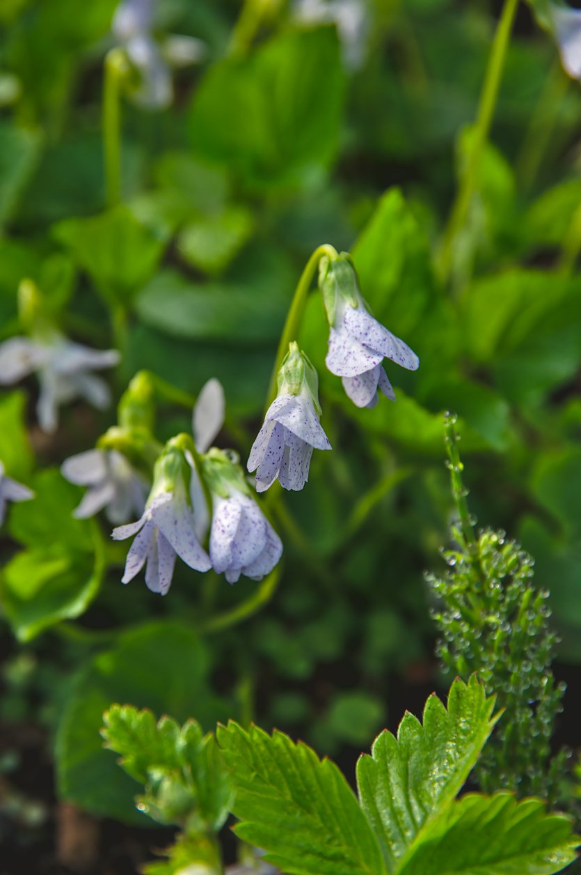 Fiołek motylkowaty FRECKLES - 2