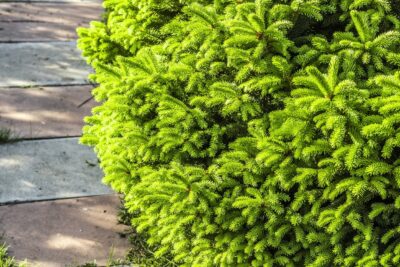 Świerk pospolity BARRYI karłowy