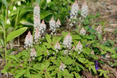 Tiarella TIMBUKTU zieleń bordo doniczka P13
