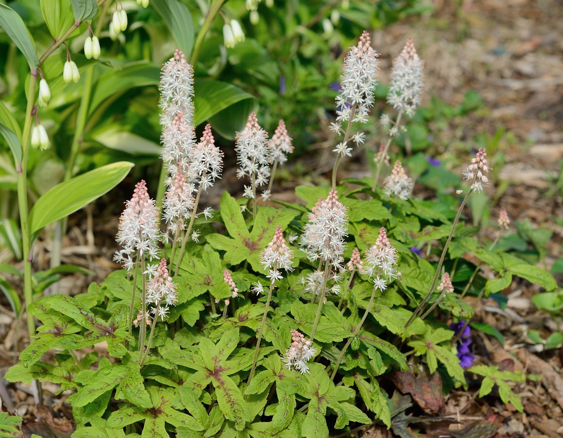 Tiarella TIMBUKTU zieleń bordo doniczka P13