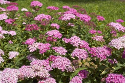 Tawuła japońska MACROPHYLLA