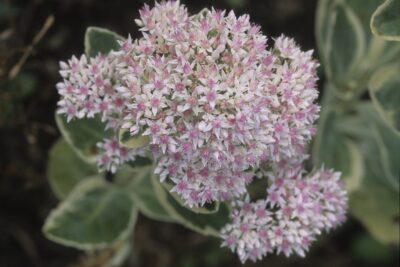 Rozchodnik BIAŁORÓŻOWY