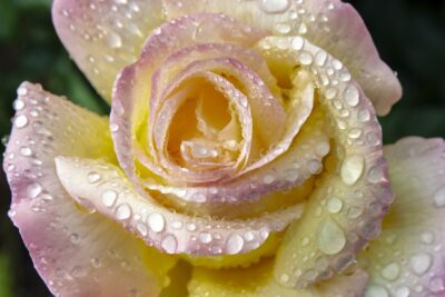 Róża wielkokwiatowa GLORIA DEI