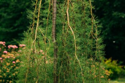 Karagana Syberyjska WALKER 140cm