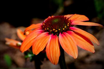 Echinacea jeżówka TIKI TORCH
