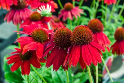 Echinacea jeżówka RED PEARL