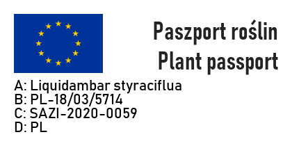 AMBROWIEC AMERYKAŃSKI GUM BALL - 3