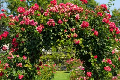 Róża pnąca KARMINOWA