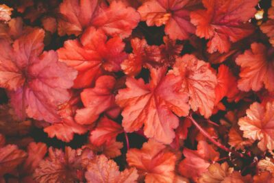 Żurawka NORTHERN EXPOSURE AMBER