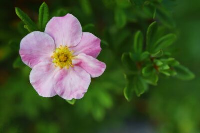 Pięciornik krzewiasty GLENROY PINKIE