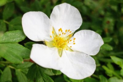 Pięciornik krzewiasty SNOWBIRD