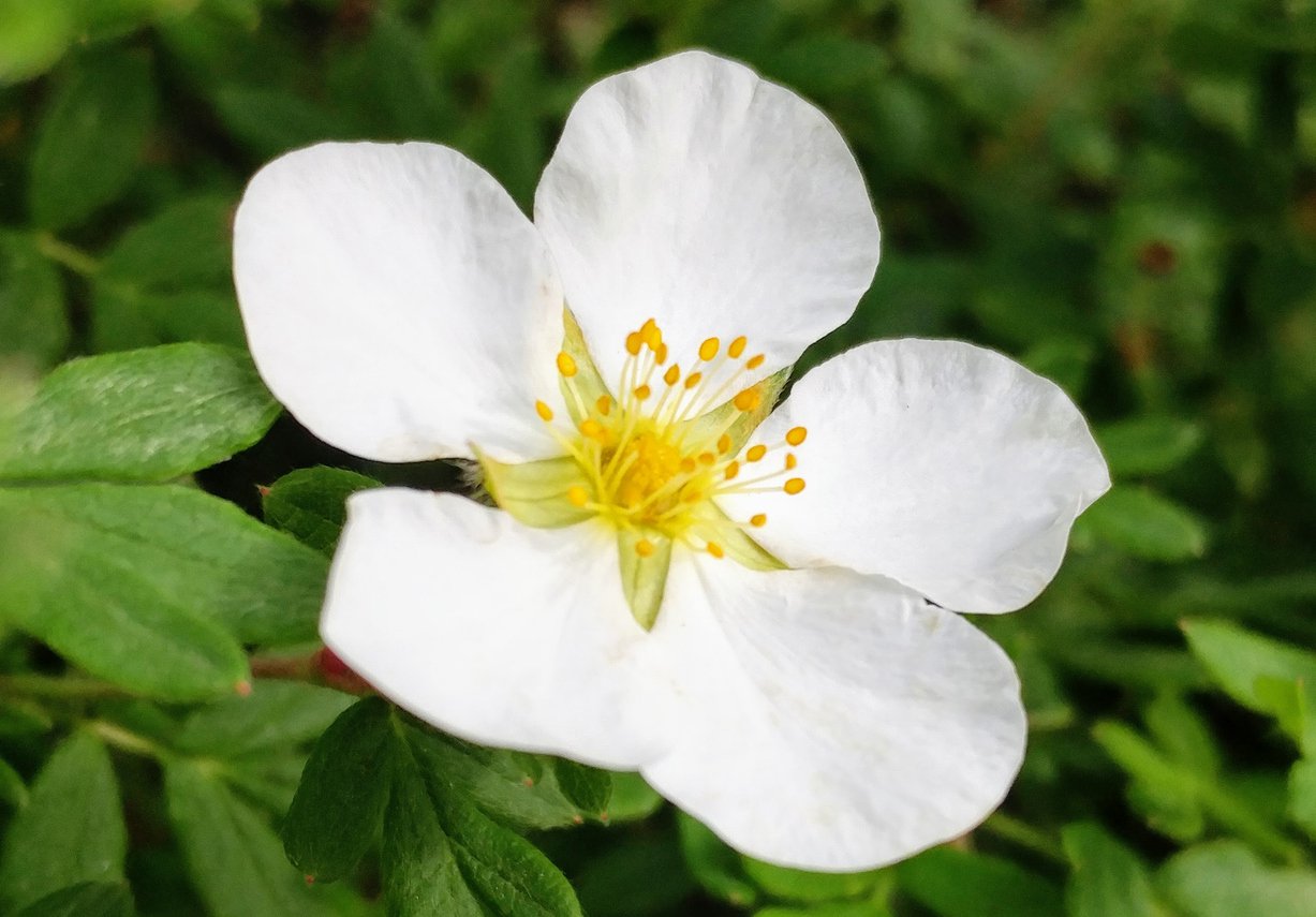 Pięciornik krzewiasty SNOWBIRD