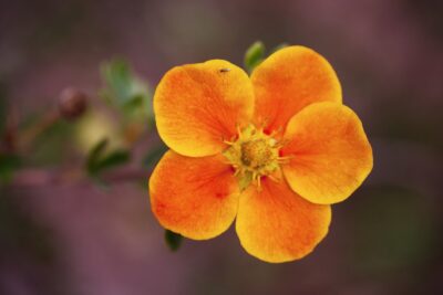 Pięciornik krzewiasty TANGERINE