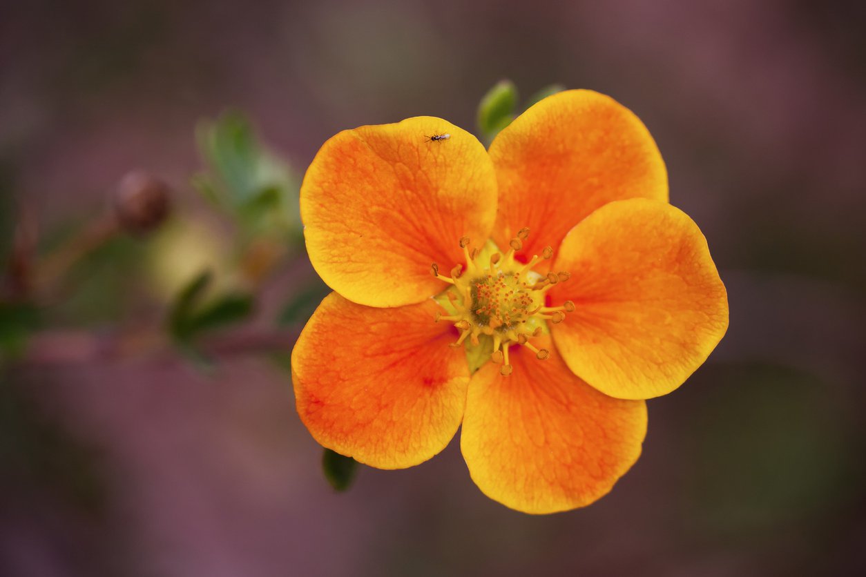 Pięciornik krzewiasty TANGERINE