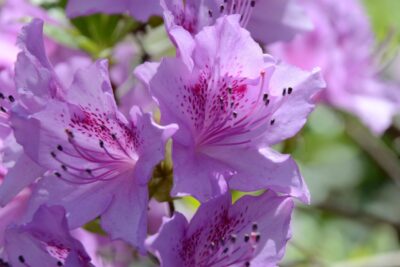 Azalia japońska LEDIKANENSE