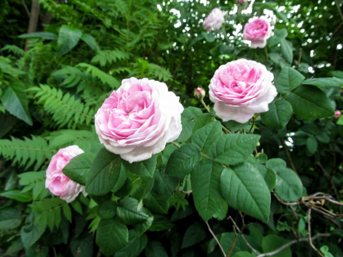 Róża parkowa KONIGIN VON DANEMARK