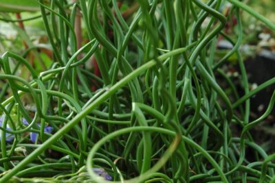 SIT rozpierzchły TWISTED DART