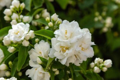 JAŚMINOWIEC WONNY 100 cm