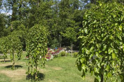 Buk żółty AUREA PENDULA