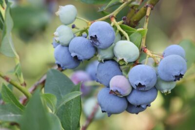 BORÓWKA AMERYKAŃSKA ELLIOTT 4-letnia