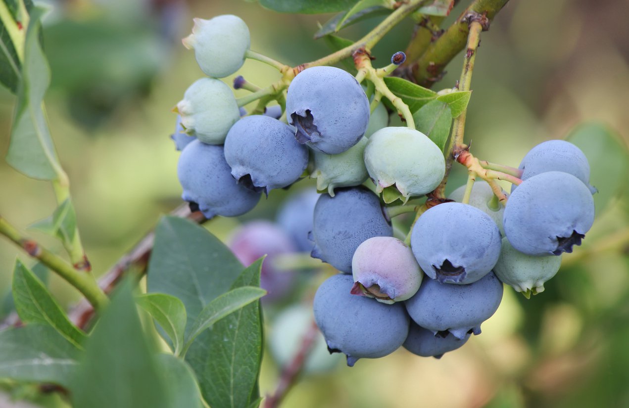 BORÓWKA AMERYKAŃSKA ELLIOTT 4-letnia