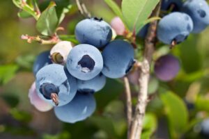 BORÓWKA AMERYKAŃSKA BRIGITTA 4-letnia