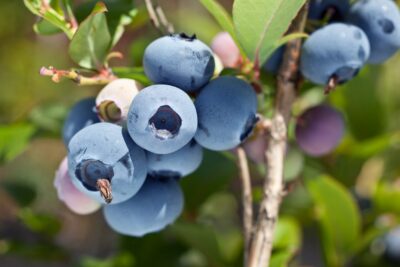 BORÓWKA AMERYKAŃSKA BRIGITTA 4-letnia