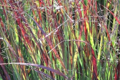 Trawa ozdobna PROSO SQUAW