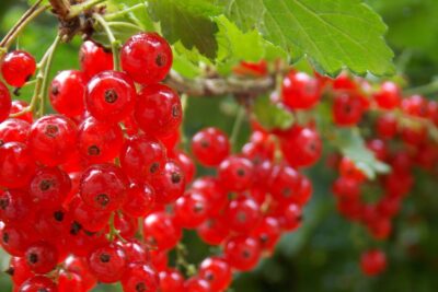 Porzeczka JONKHEER VAN TETS W DONICZCE