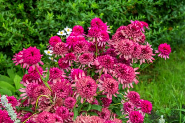 Echinacea jeżówka MINI BELLE