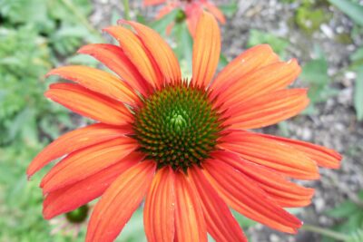 Echinacea jeżówka TOMATO SOUP