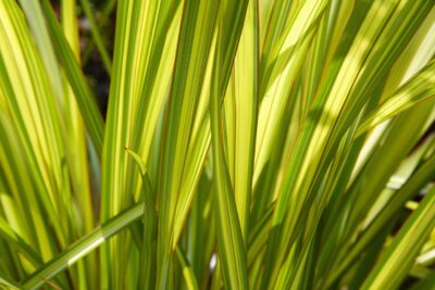 Trawa ozdobna trzyca ciemna JANNEKE