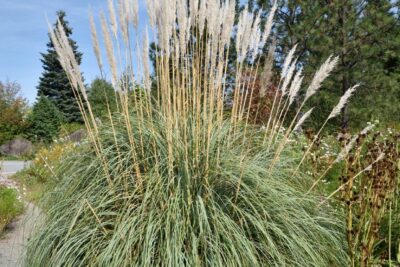 Trawa PAMPASOWA ERANTHIUS RAVENNAE