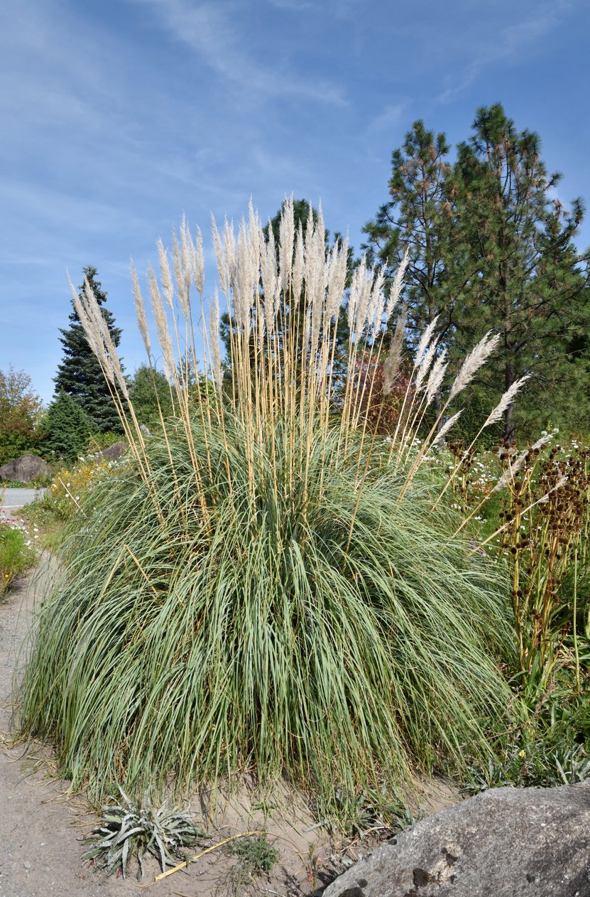 Trawa PAMPASOWA ERANTHIUS RAVENNAE