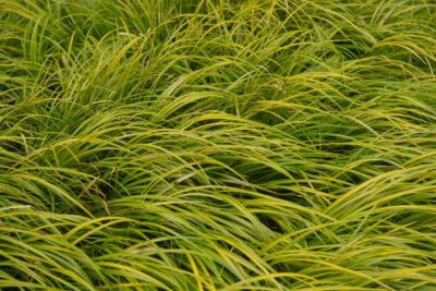 Tatarak trawiasty OBOROZUKI