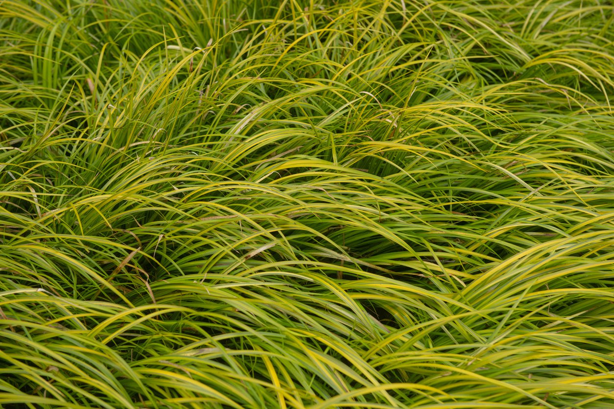 Tatarak trawiasty OBOROZUKI