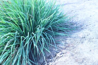 Turzyca prosowata PAMIRA