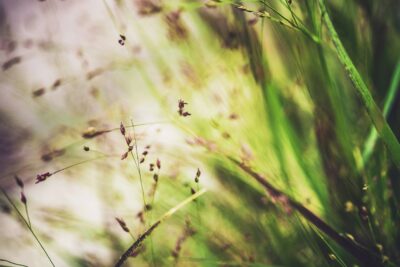 Trawa ozdobna PROSO SHENANDOAH